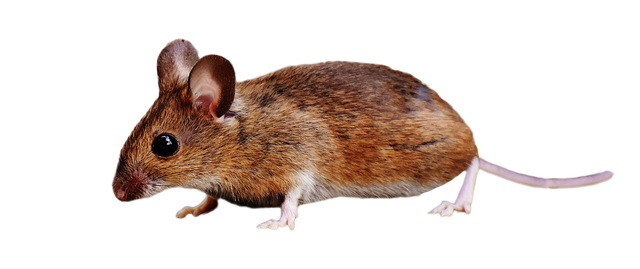 Mouse Animal Png Hd (gray, maroon, chocolate, olive, black)