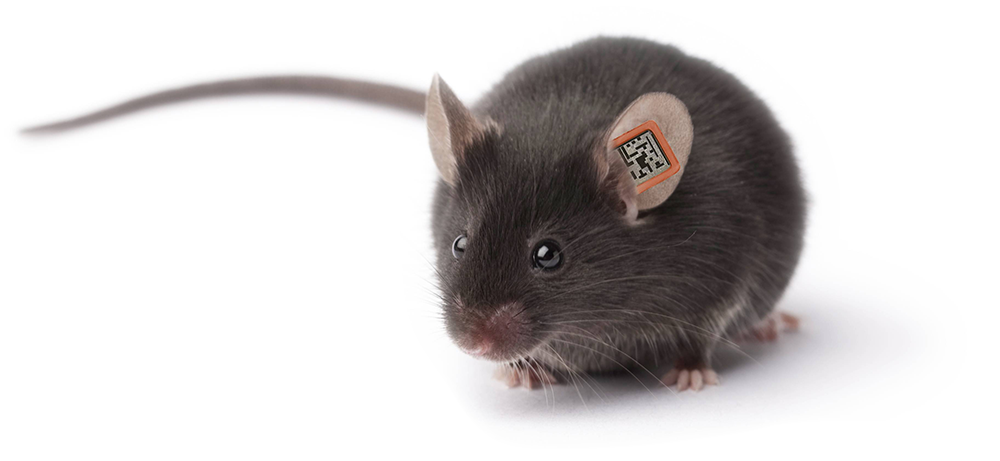 Mouse Animal Png Image (white, gray, black, silver)