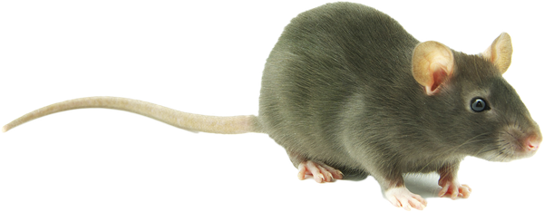 Mouse Animal Png Isolated Transparent Hd Photo (green, gray, black, olive)