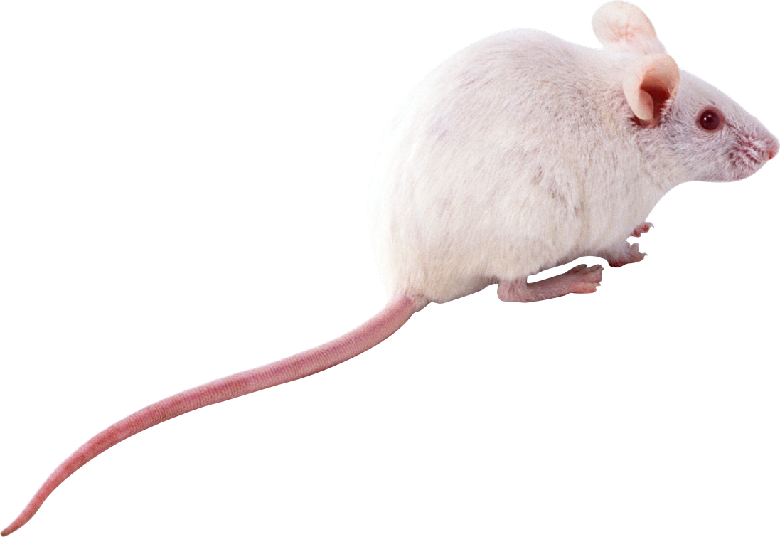 Mouse Animal Png Isolated Transparent Picture (white, black, beige)