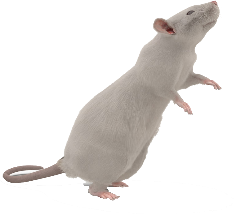 Mouse Animal Png Photo (gray, black)