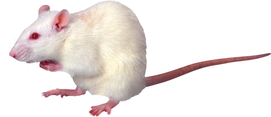 Mouse Animal Png Pic (beige, lavender, black)