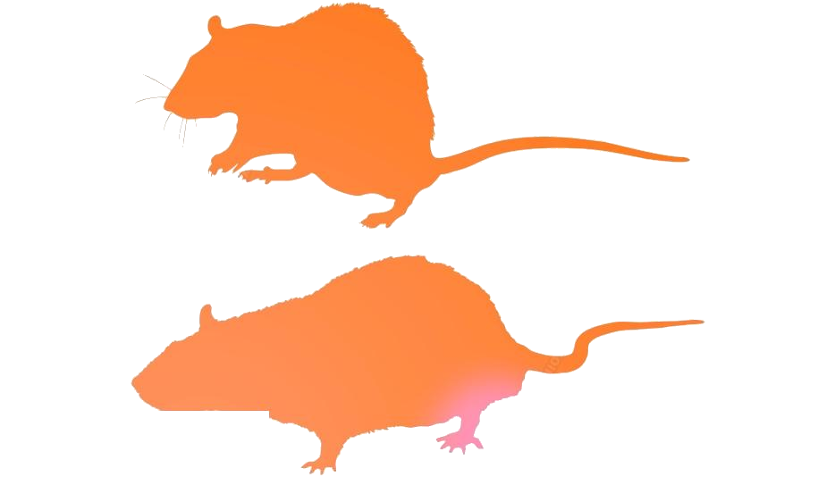 Mouse Animal Png Picture (white, chocolate, salmon)