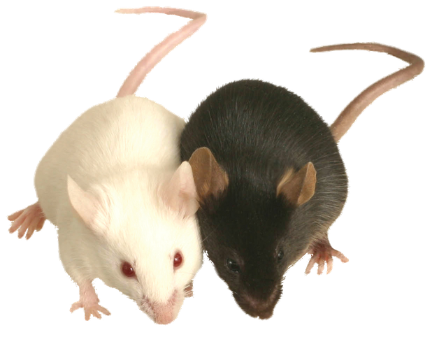 Mouse Animal Png Transparent (beige, black)