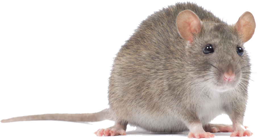 Mouse Animal Png (silver, black, gray)