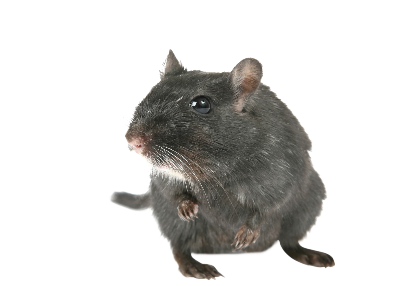 Mouse Animal Transparent Isolated Background (indigo, gray, black)