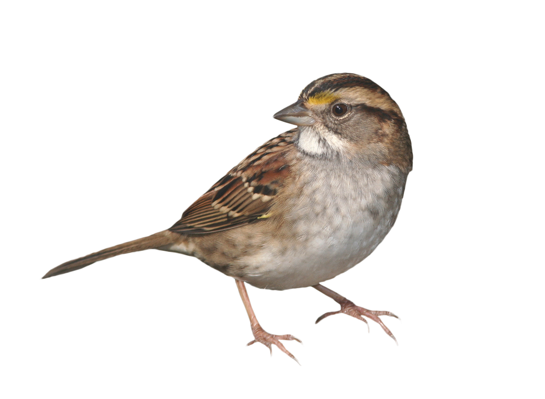 House Sparrow Png File (black)