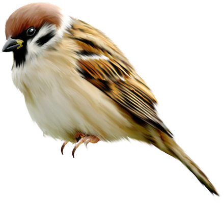 House Sparrow Png Free Download (silver, black)