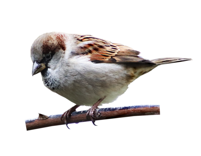 House Sparrow Png Hd Isolated (gray, olive, black)