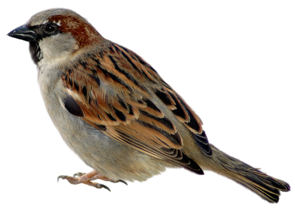 House Sparrow Png Hd (white, lavender, black, gray)