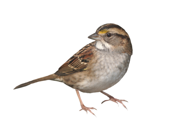 House Sparrow Png Isolated File (silver, black)