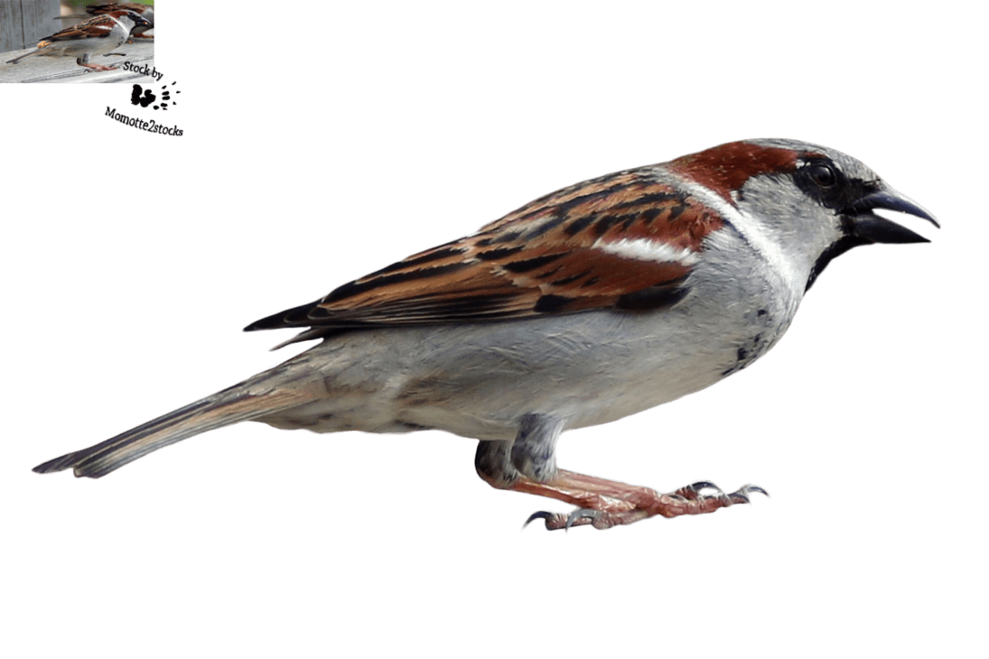 House Sparrow Png Isolated Hd (black)