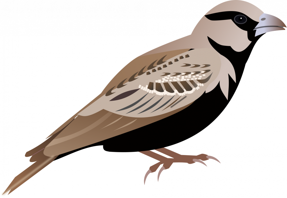 House Sparrow Png Isolated Image (gray, silver, black)