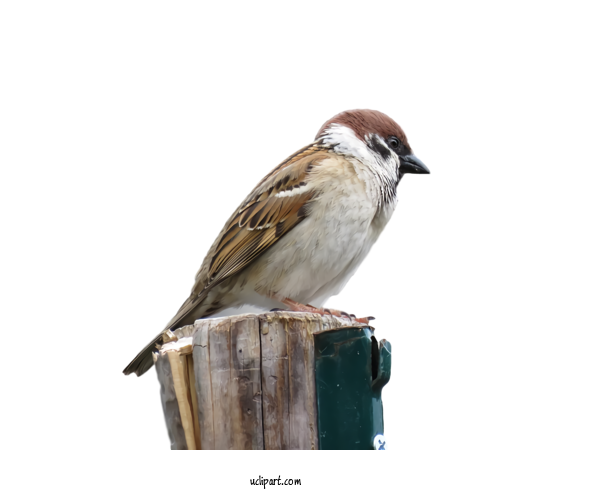 House Sparrow Png Isolated Photo (white, gray, black)