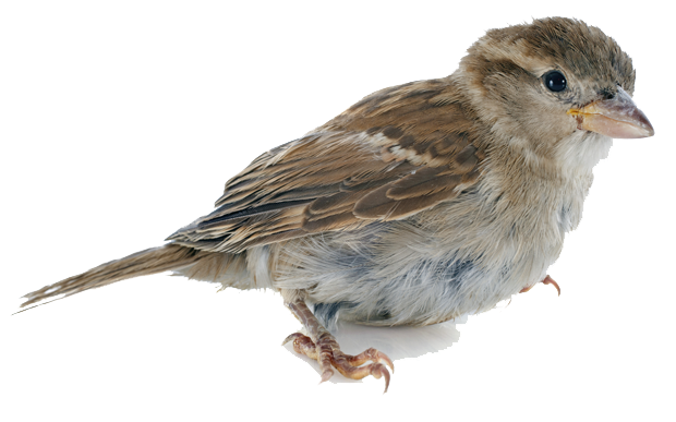 House Sparrow Png Isolated Pic (white, olive, gray)