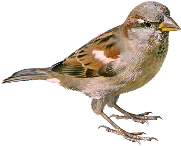 House Sparrow Png Photo (black)