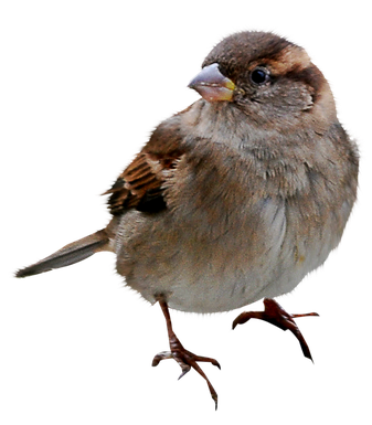 House Sparrow Png Photos (gray, black)