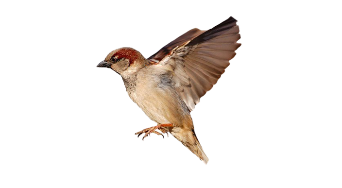 House Sparrow Png Pic (gray, pink, black)