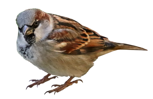 House Sparrow Png Picture (gray, black)