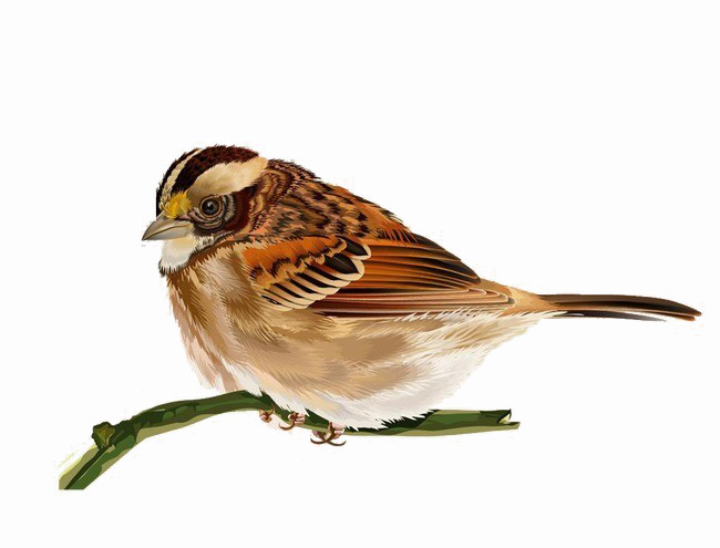 House Sparrow Png Transparent (white)