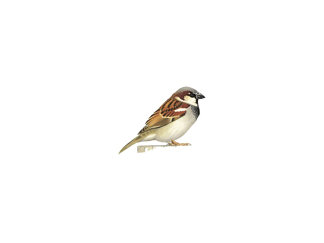 House Sparrow Png (white, lavender, beige, silver)