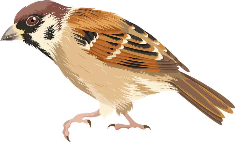 House Sparrow Transparent Png (gray, silver, beige, black)