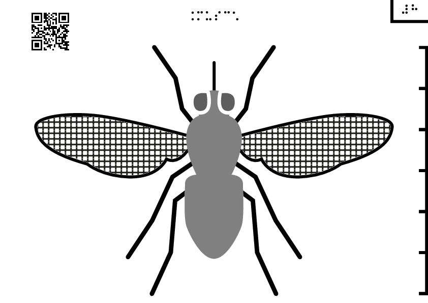 Housefly Download Png Image (gray)