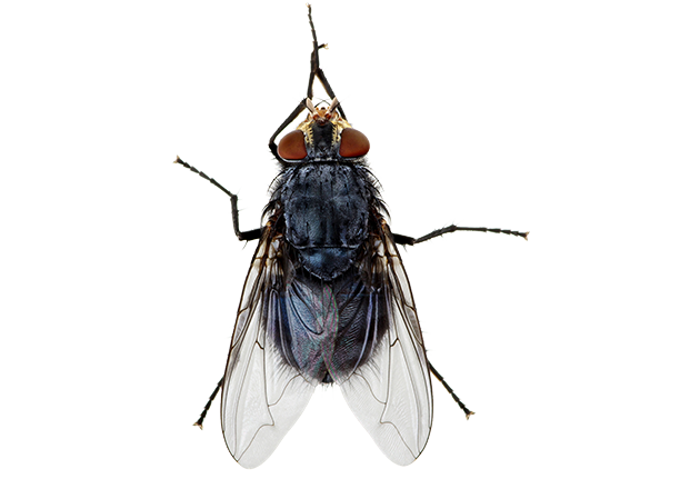 Housefly Png File (white, beige, lavender)