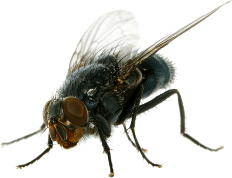 Housefly Png Isolated File (beige, black)