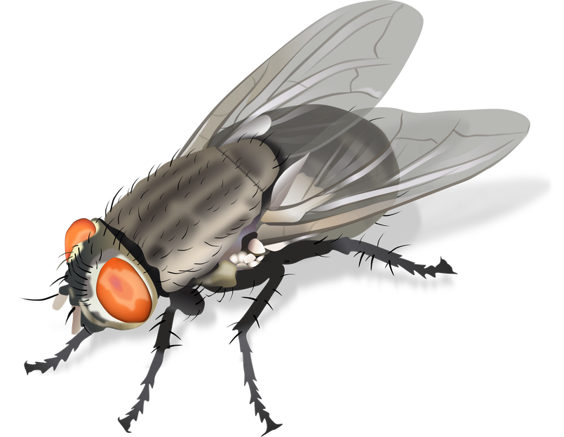 Housefly Png Isolated Image (gray, black)