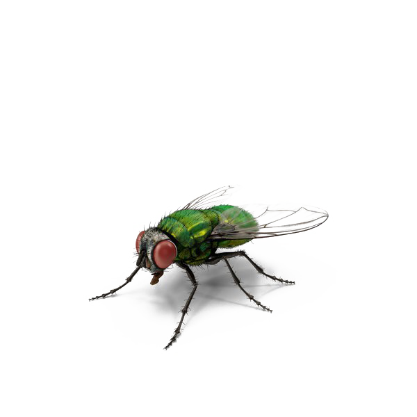 Housefly Png Isolated Pic (white)