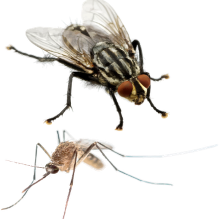 Housefly Png Picture (white, black)