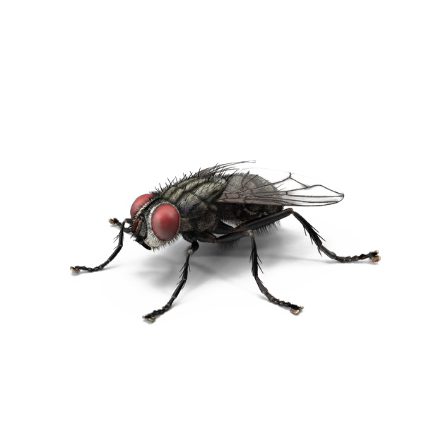 Housefly Png Transparent (white)