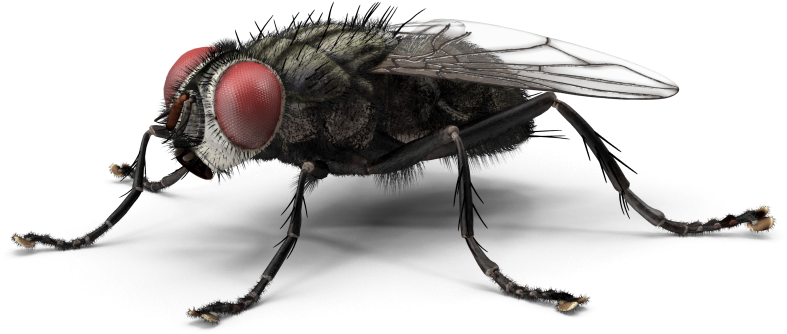 Housefly Transparent Png (black)