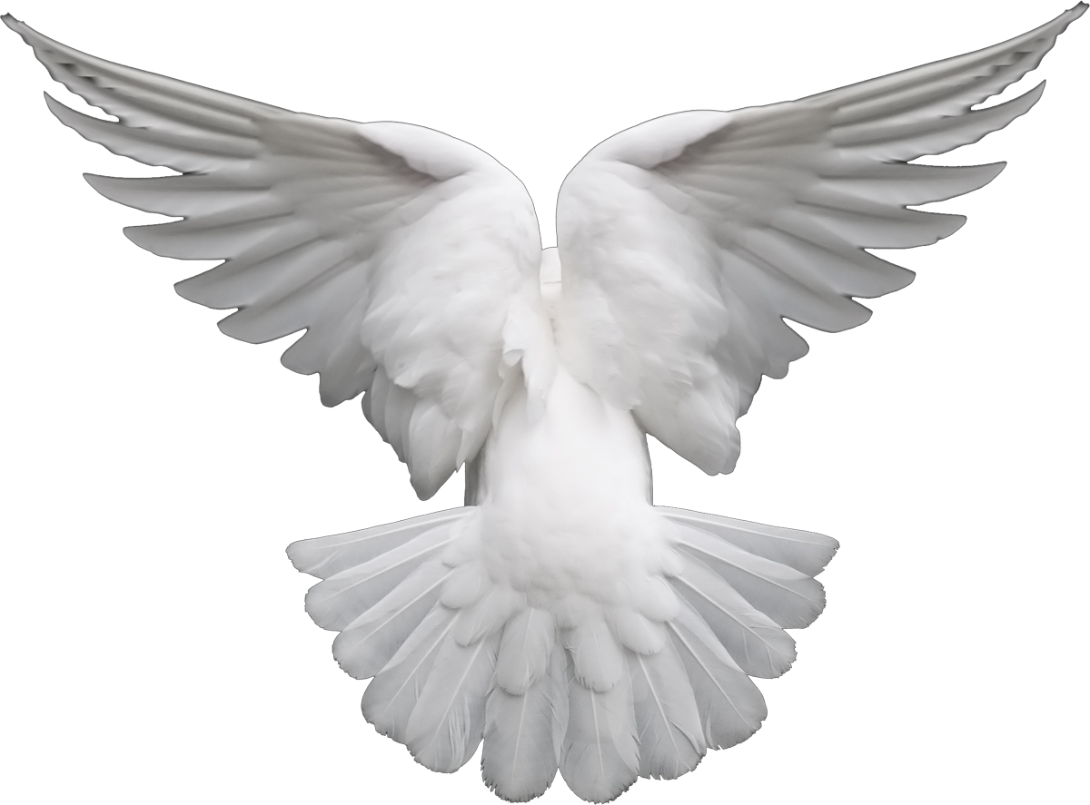 Dove No Background (black, white)