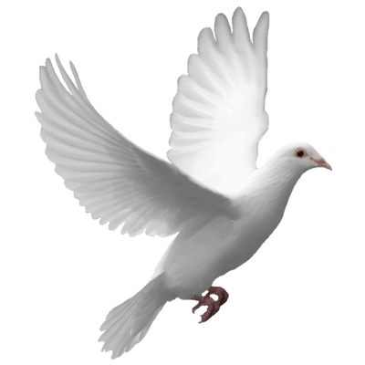 Dove Png Free Image (black, gray, white, silver)