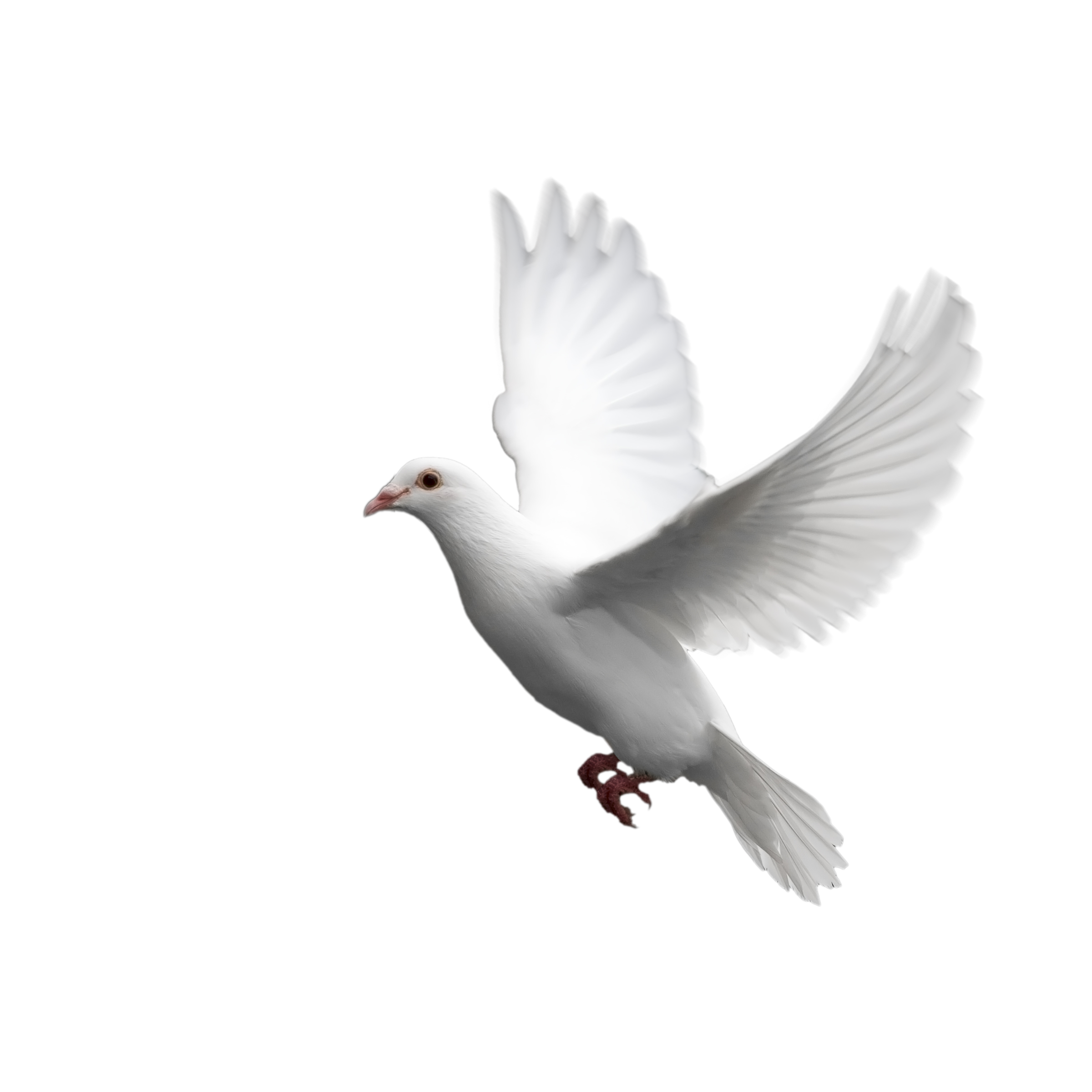 Dove Png Hd Image (black, gray, white, silver)