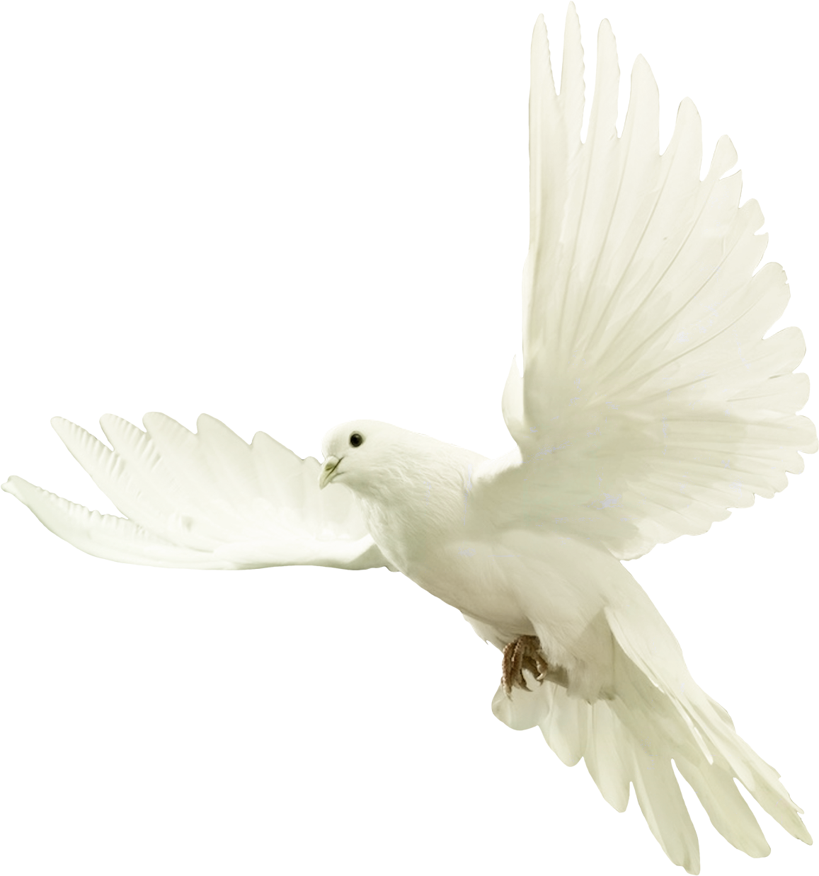 Dove Png Image Hd (beige, black)