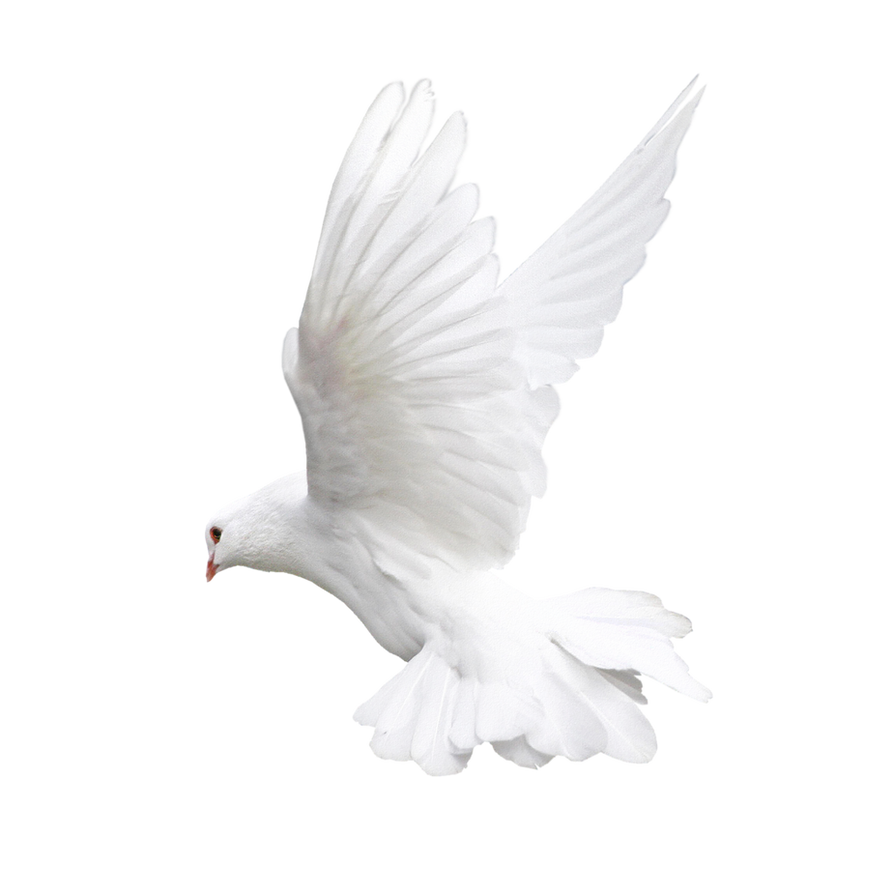 Dove Png Image (black, lavender, white)