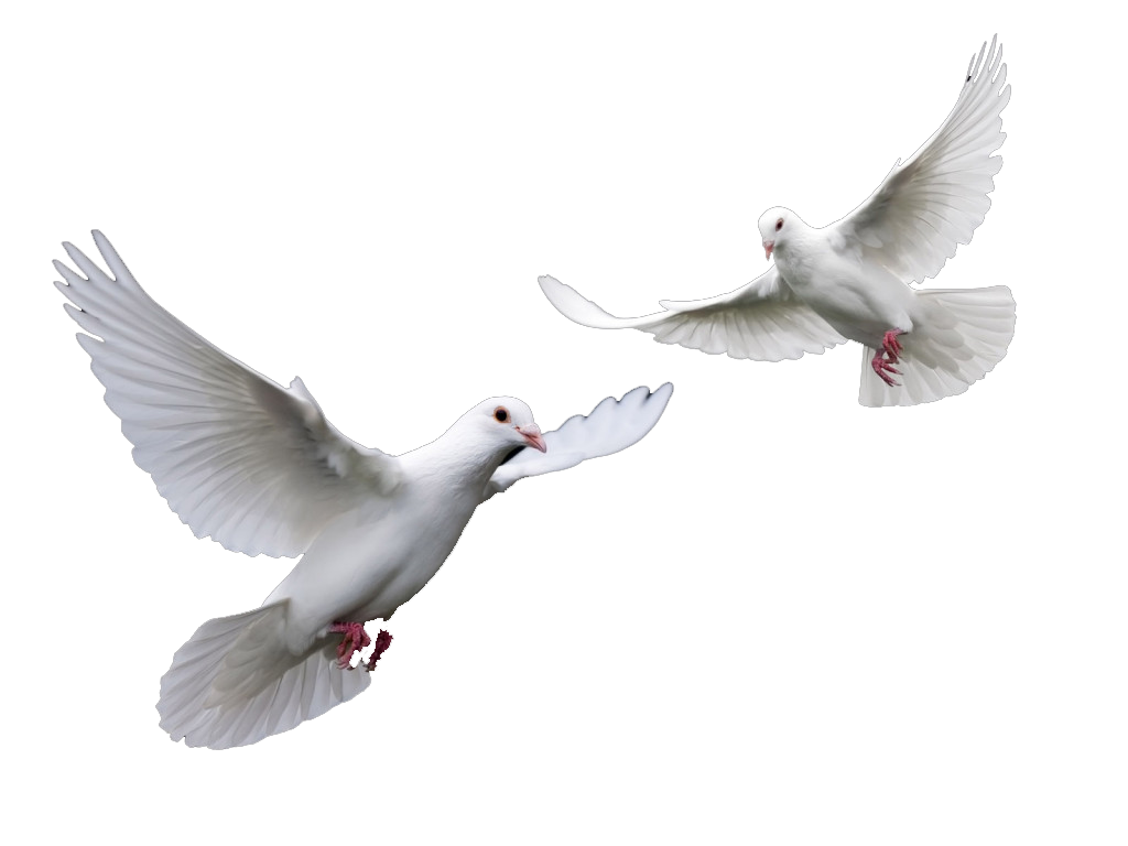 Dove Png Images Hd (lavender, white)