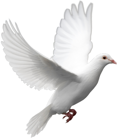 Dove Png Photo (black, lavender, white)