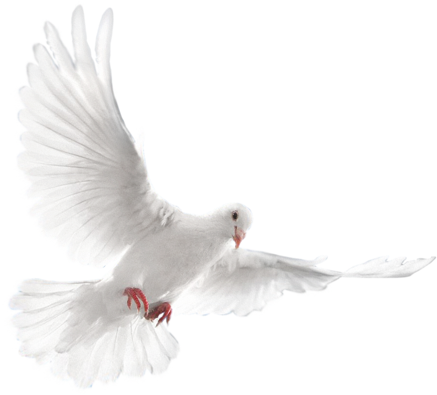 Dove Png Pic (black, lavender, white)