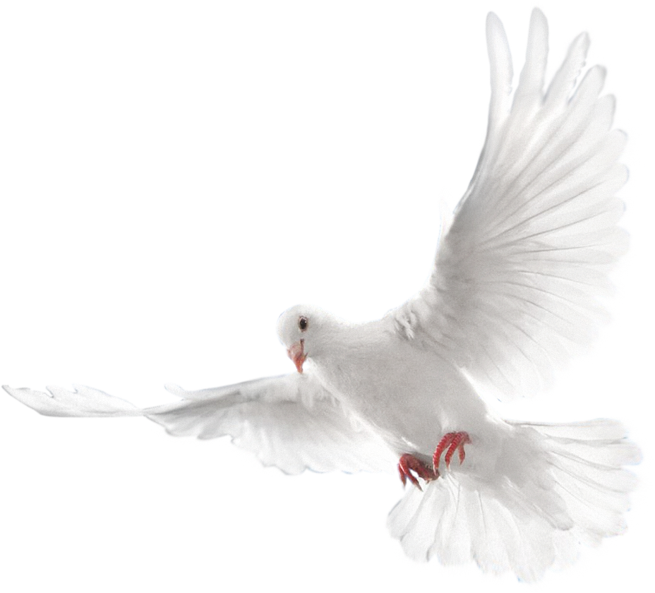 Dove Png Picture (black, lavender, white)