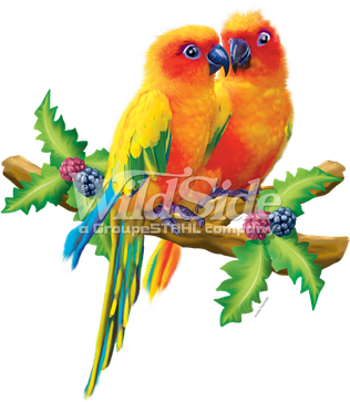 Lovebirds Png Image (chocolate, black)