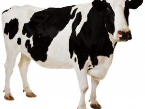 Cow Png 7 300X225 (black)