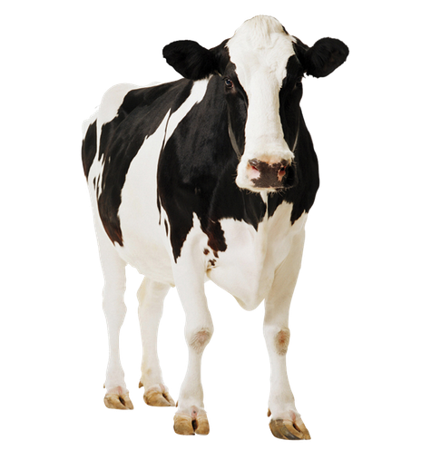 Cow Png Clipart 1 (beige, black)