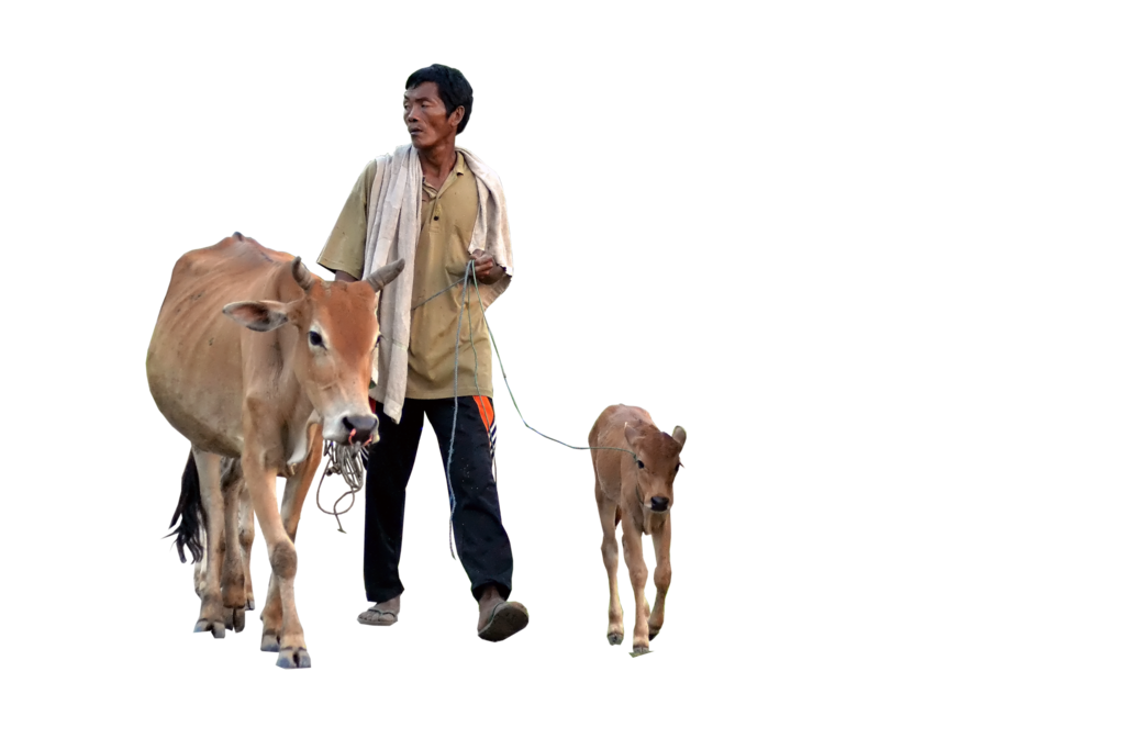 Cow Png Image 1 (black)