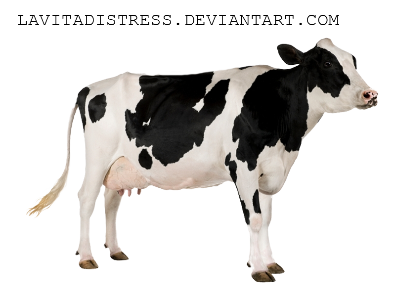 Cow Png Photos 1 (black, white, silver)