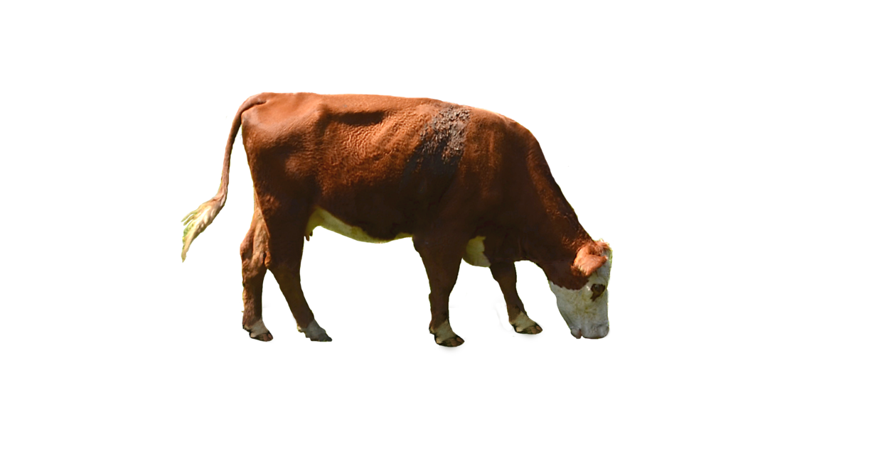 Cow Png Transparent Image 1 (black)