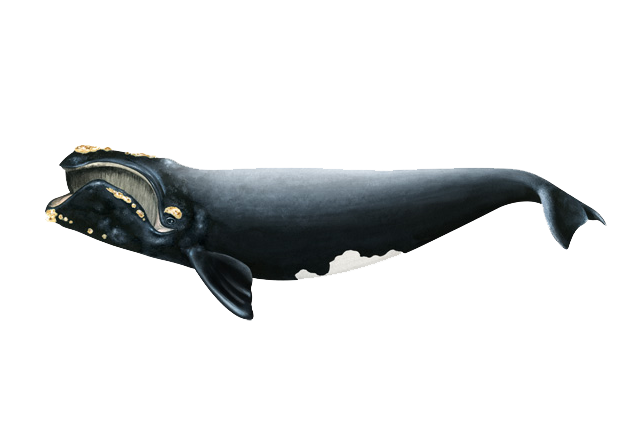 Bowhead Whales Png Clipart (white, black, silver)